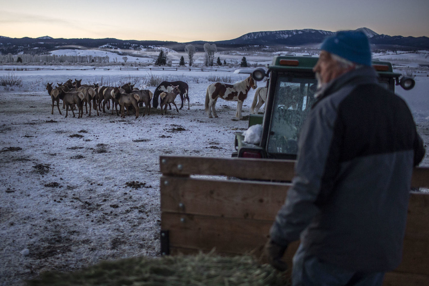 Elk feeding at Heart Six Ranch